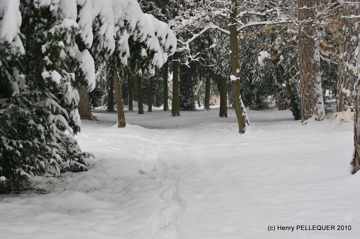 Manteau blanc sous les arbres