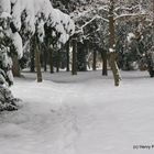 Manteau blanc sous les arbres