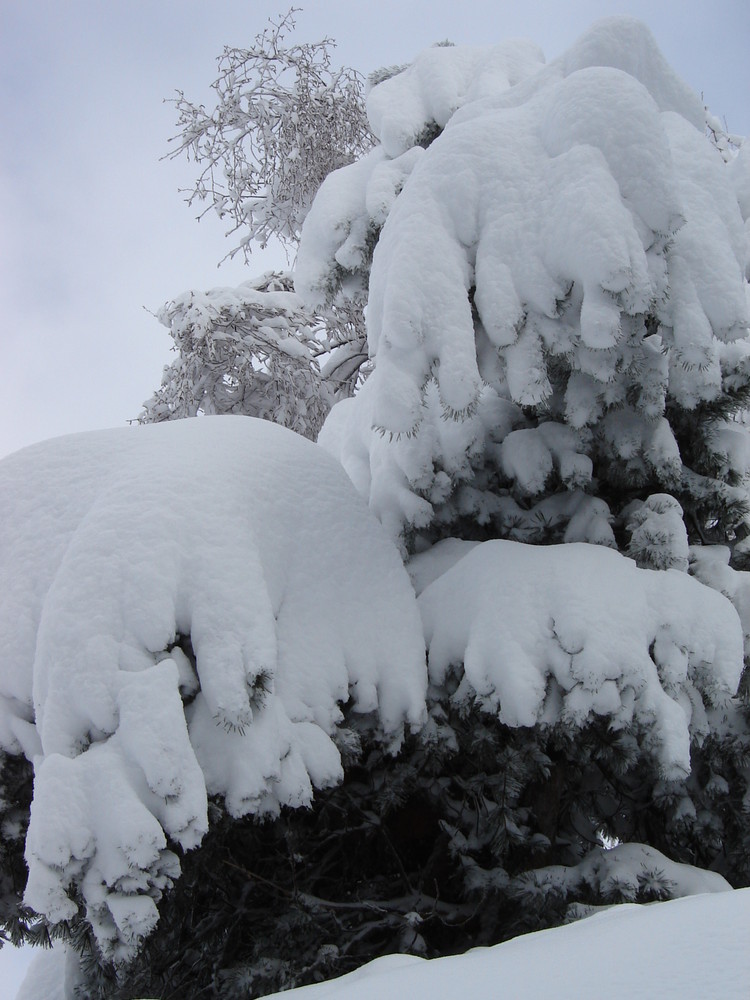 manteau neigeux