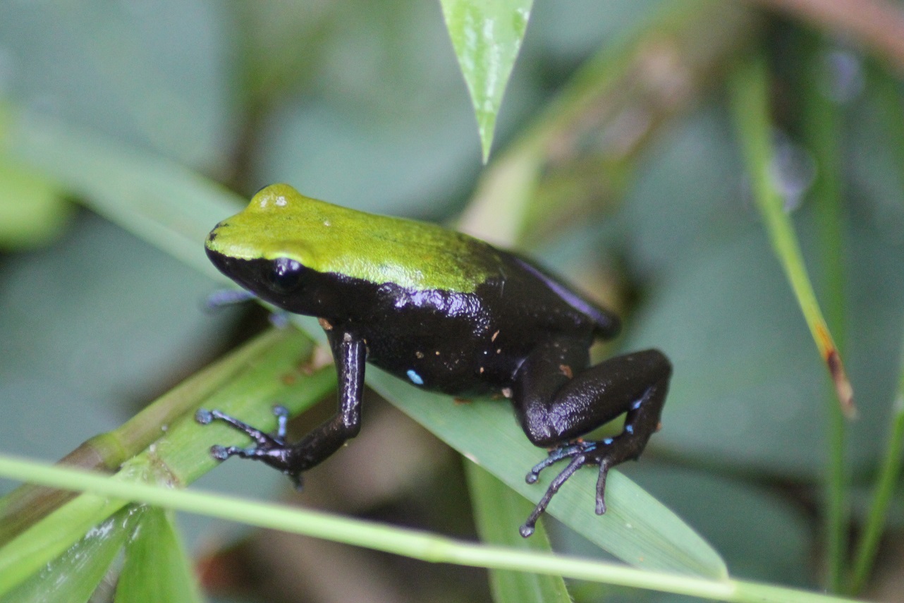 Mantela Manery - Marojejy National Park