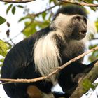 Mantelaffe, Schwarz-Weißer Stummelaffe oder Guereza, Colobus guereza