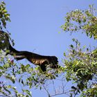 Mantelbrüllaffe (Alouatta palliata)