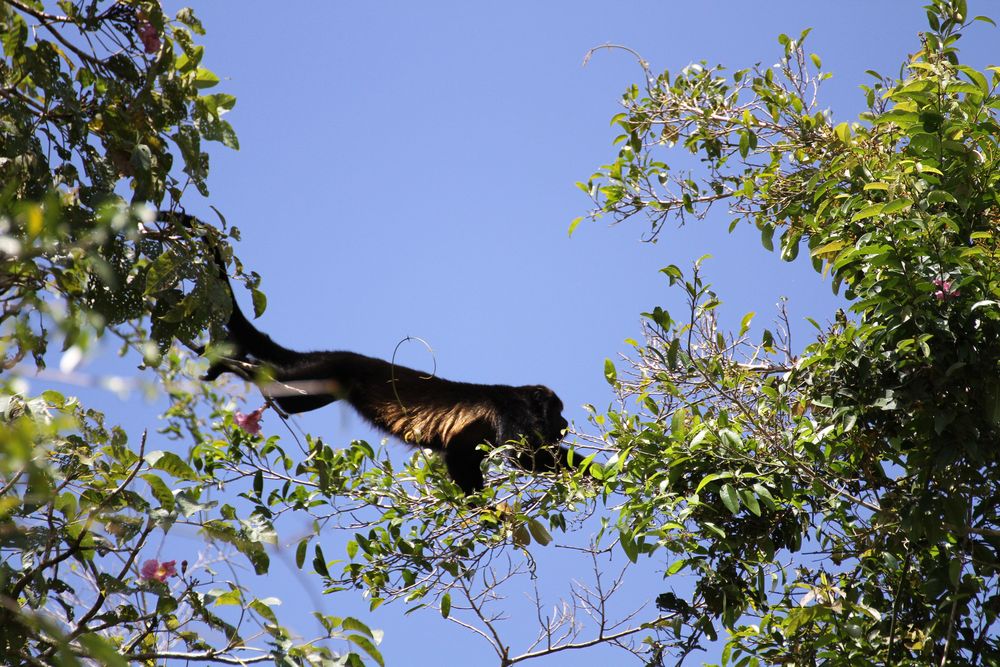 Mantelbrüllaffe (Alouatta palliata)