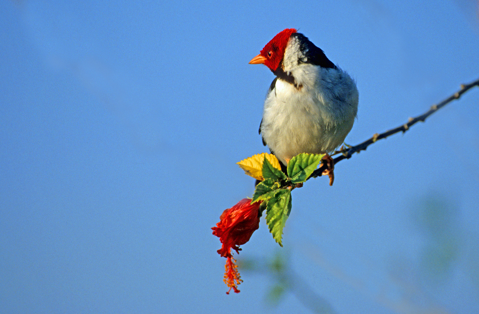 Mantelkardinal (Paroaria capitata), Pantanal, Brasilien