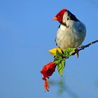 Mantelkardinal (Paroaria capitata), Pantanal, Brasilien