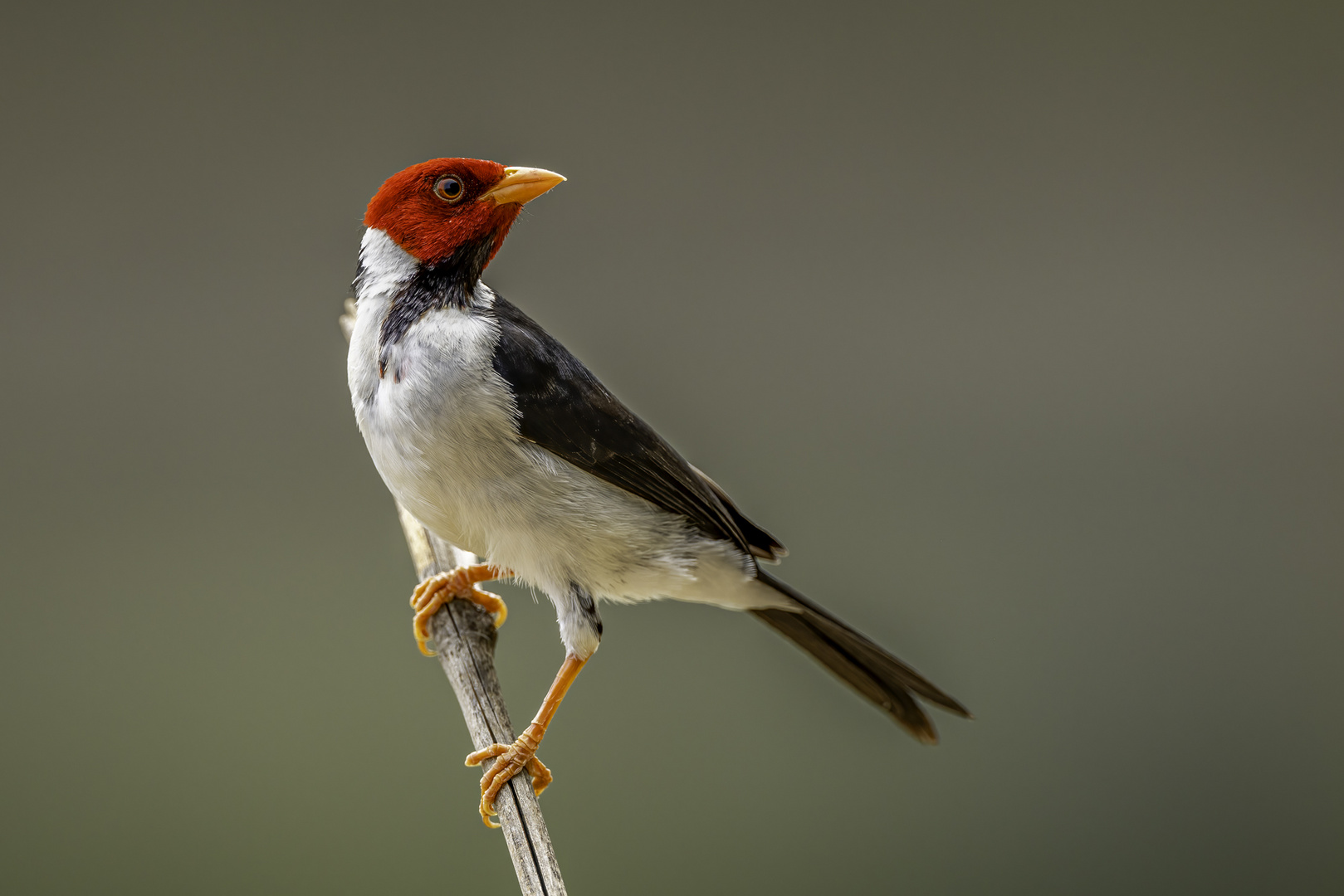 Mantelkardinal (Yellow-billed Cardinal)