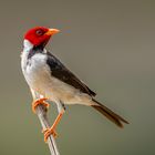 Mantelkardinal (Yellow-billed Cardinal)