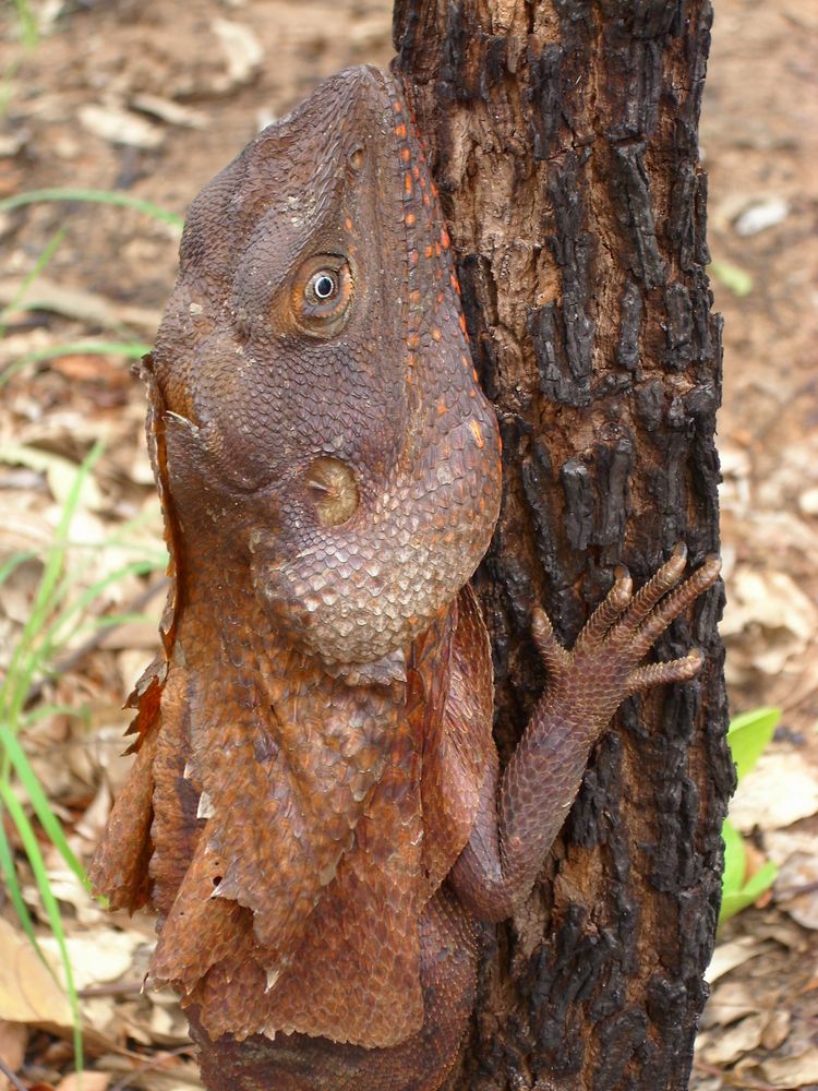 Mantelkragenechse im Norden Australiens