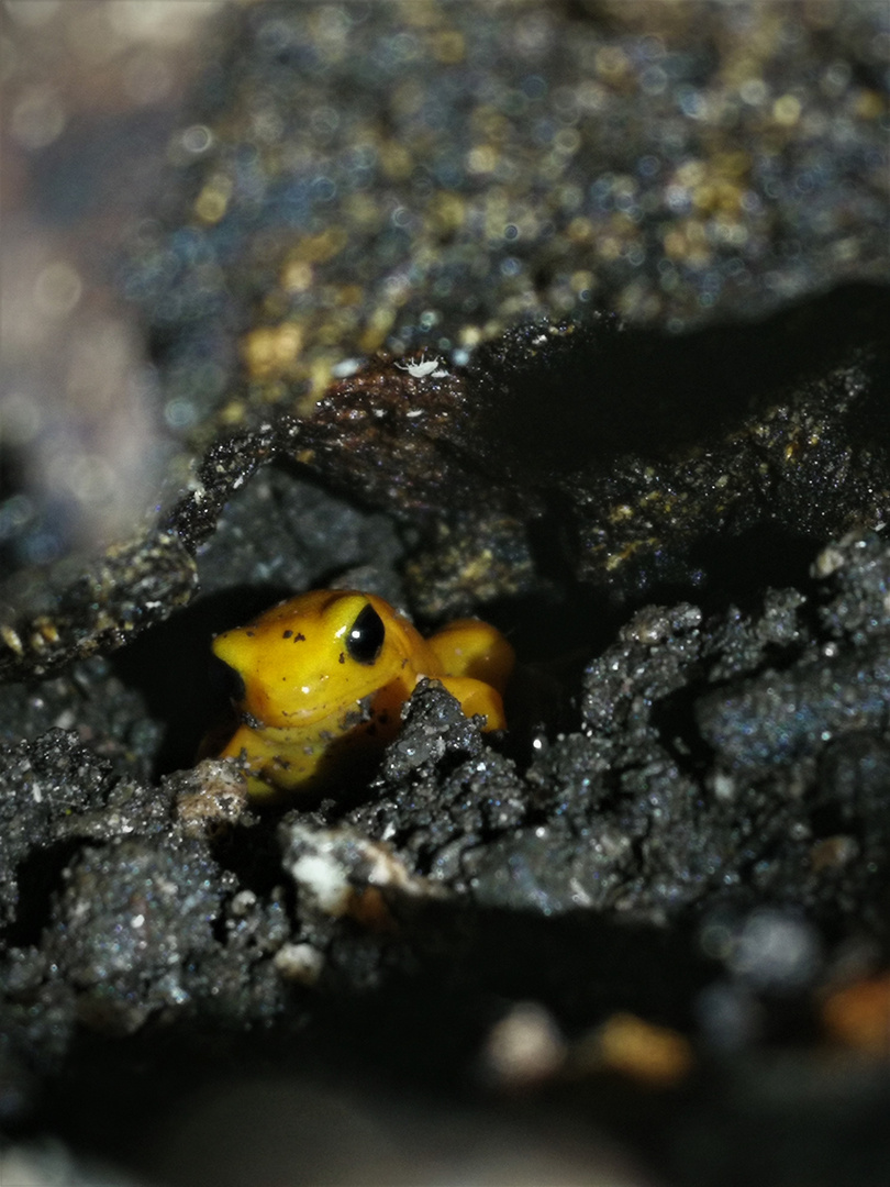 Mantella aurantiaca