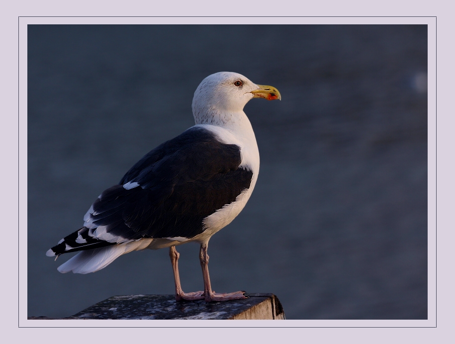 Mantelmöwe [2] Larus marinus