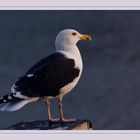 Mantelmöwe [2] Larus marinus