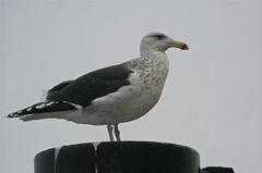 Mantelmöwe, (fast adult) Winterkleid