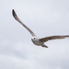 Mantelmöwe im Flug