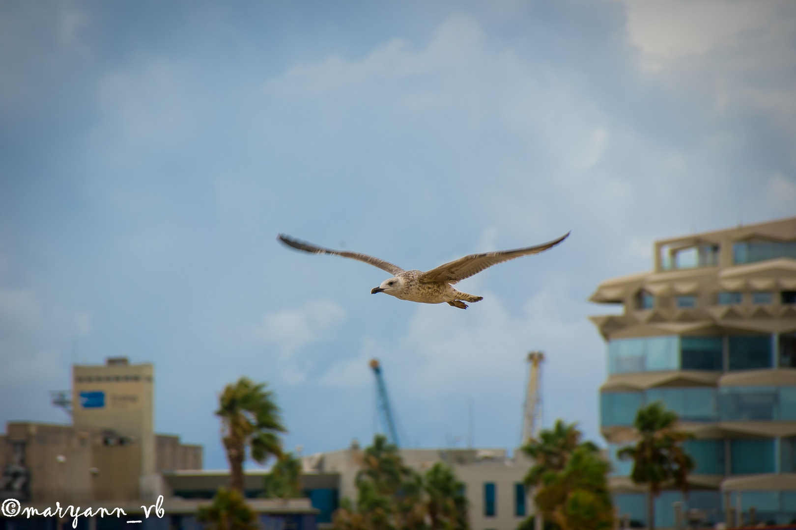 Mantelmöwe im Flug