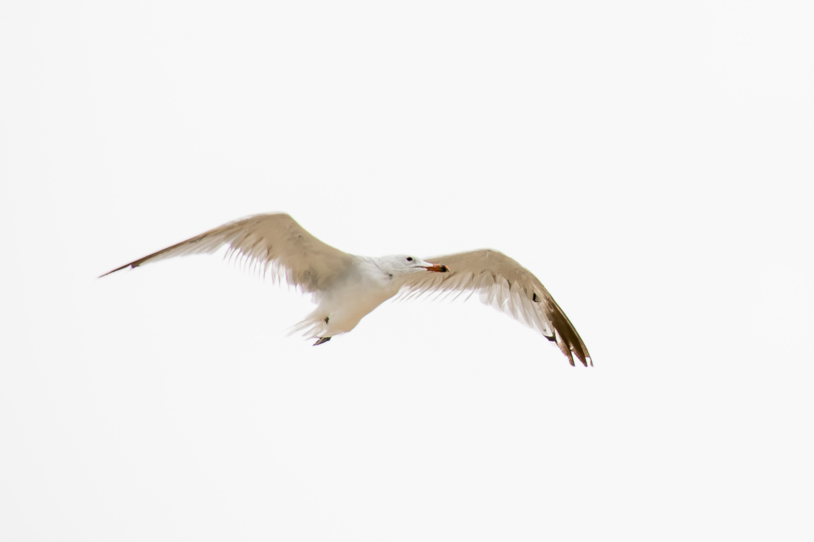 Mantelmöwe im Flug