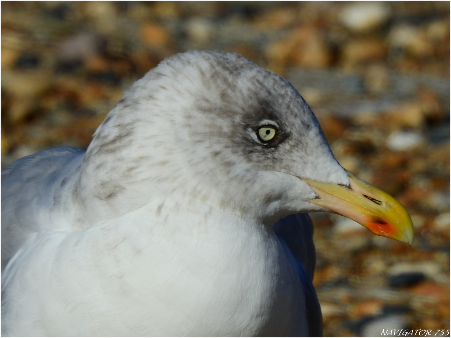 Mantelmöwe, Jungvogel, Rotterdam.