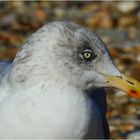 Mantelmöwe, Jungvogel, Rotterdam.