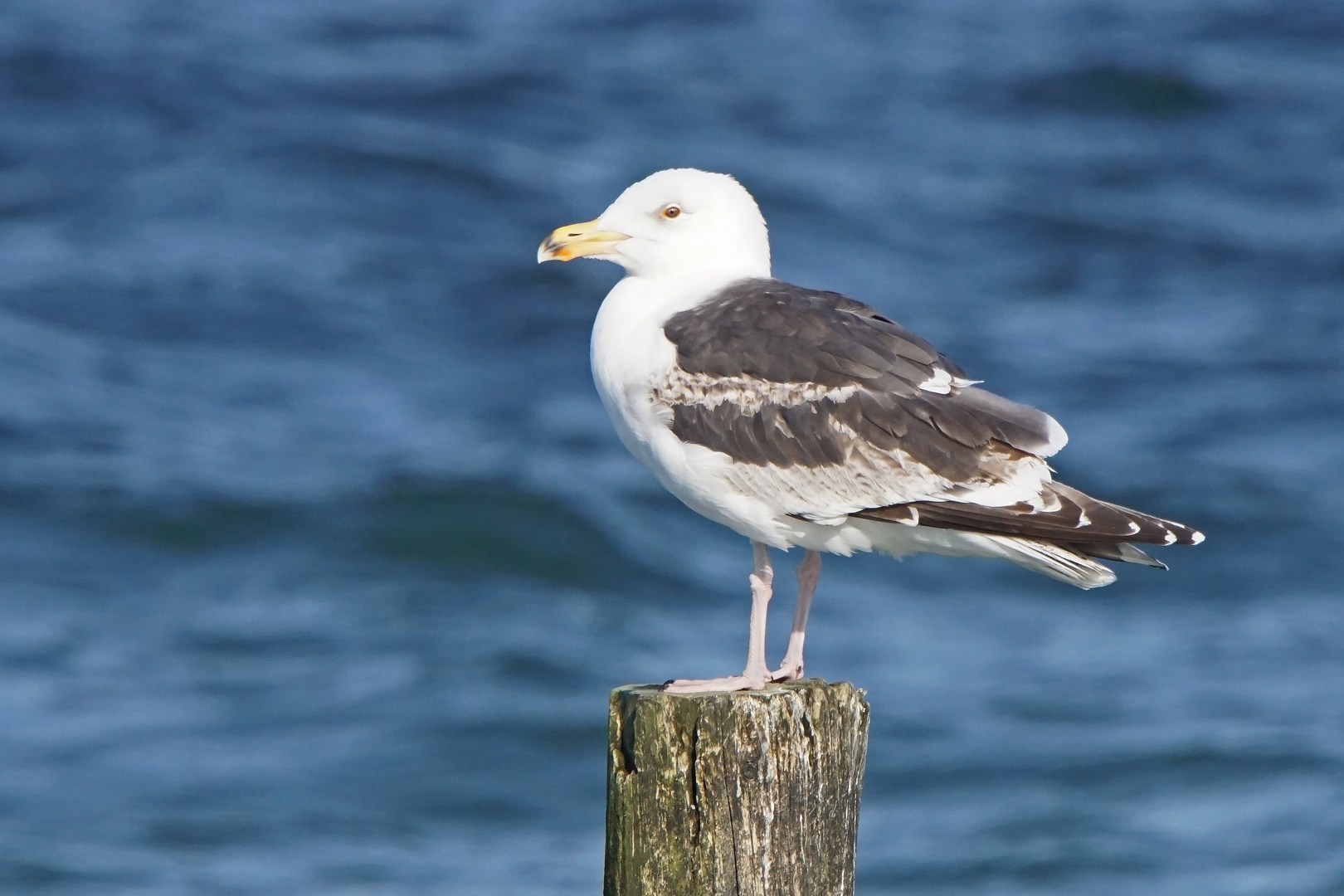 Mantelmöwe (Larus marinus), 2. Sommer