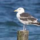 Mantelmöwe (Larus marinus), 2. Sommer