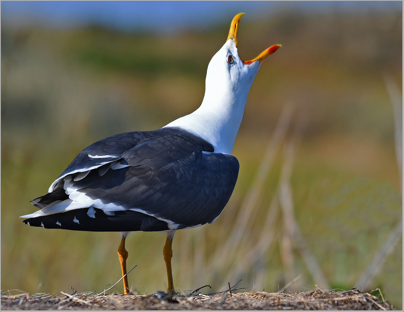 Mantelmöwe  -  Larus marinus