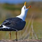 Mantelmöwe  -  Larus marinus