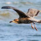 Mantelmöwe -  Larus marinus -  .....