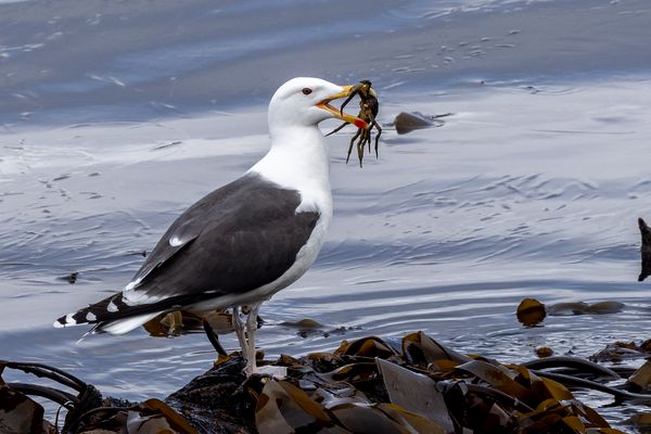 Mantelmöwe mit Krebsmahlzeit