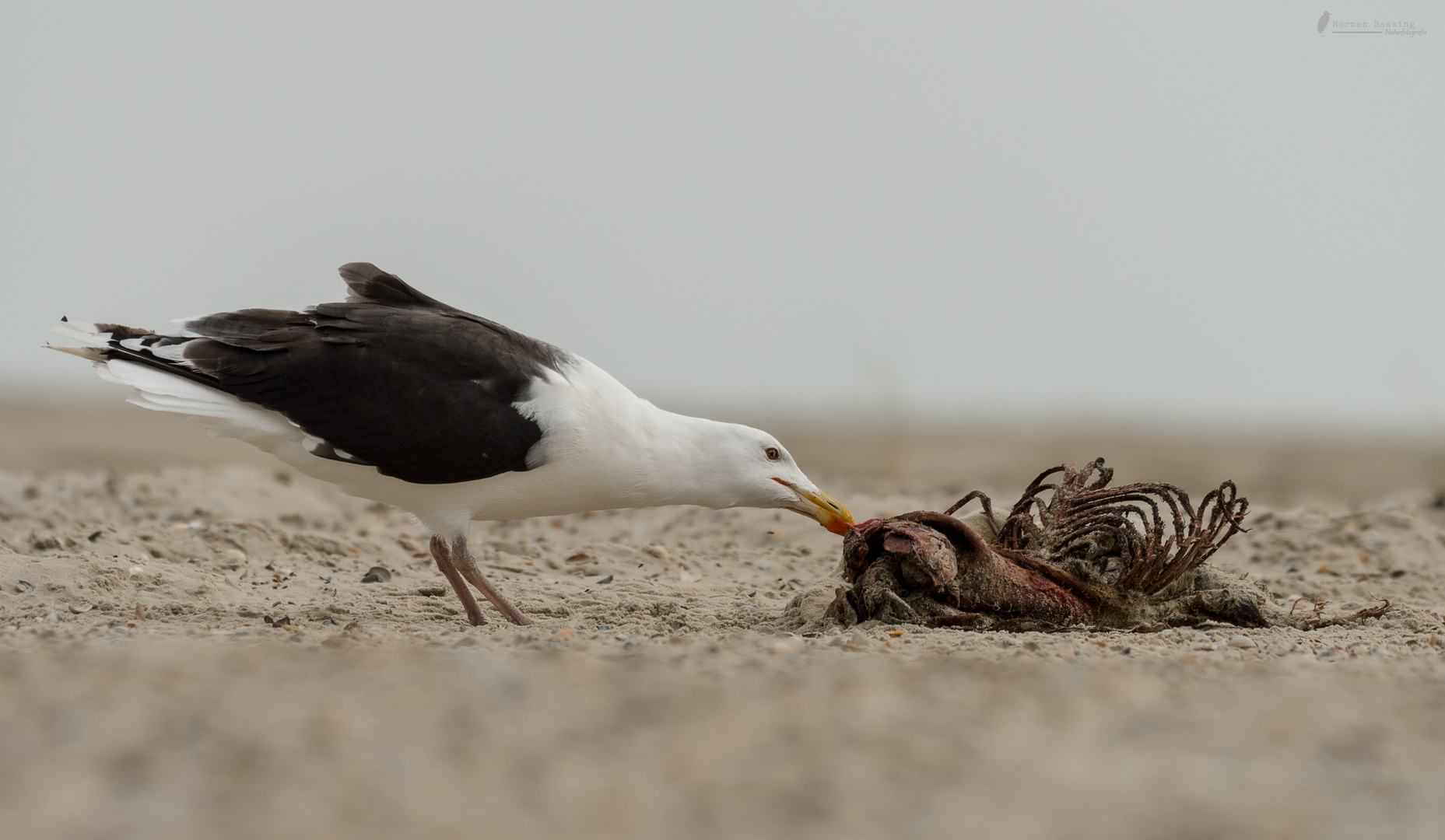 Mantelmöwe mit Seehundkadaver