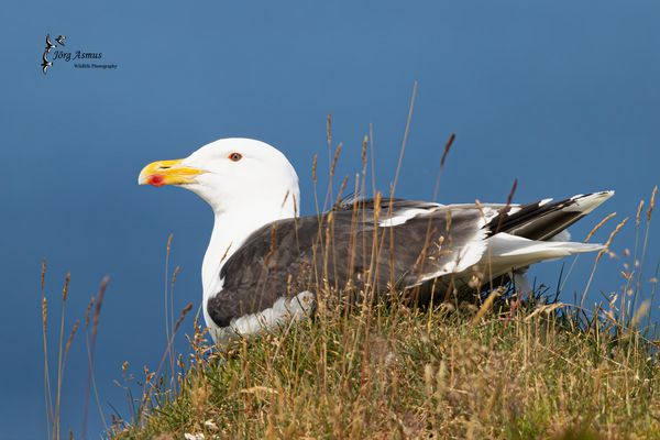 Mantelmöwe // Norwegen