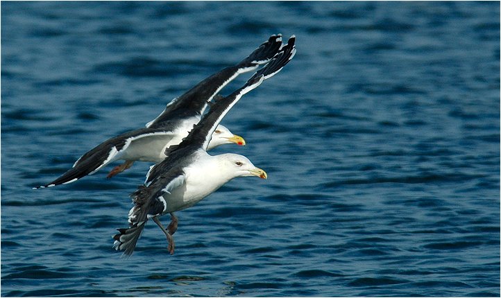 Mantelmöwen (Helgoland)