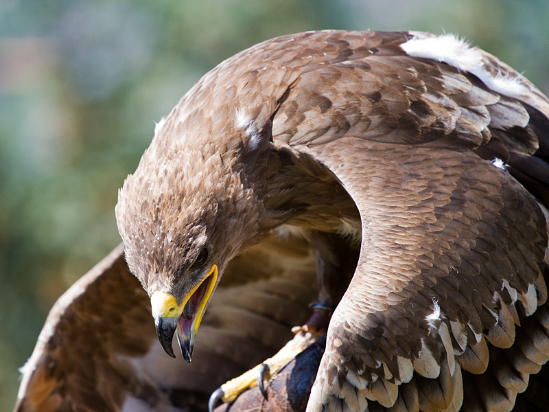 Mantelnder Steppenadler