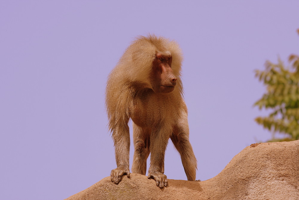 Mantelpavian im Kölner Zoo