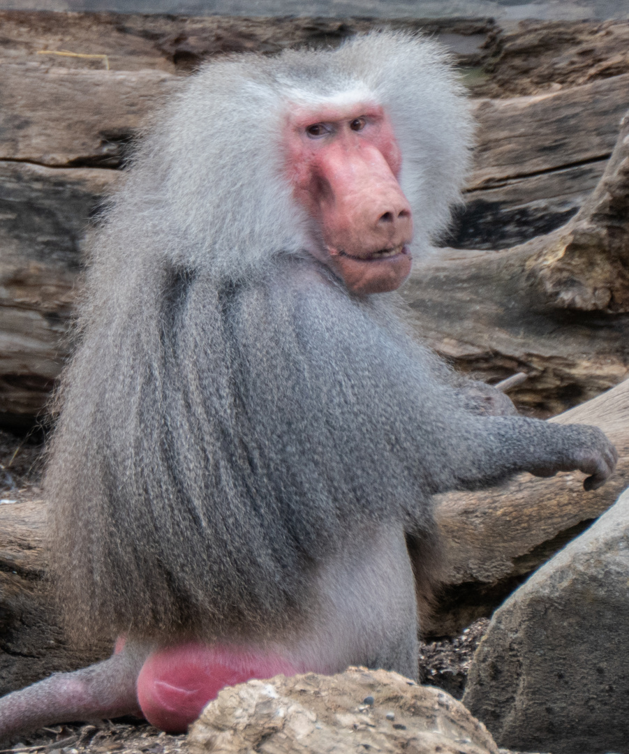 Mantelpavian im Zoo Augsburg