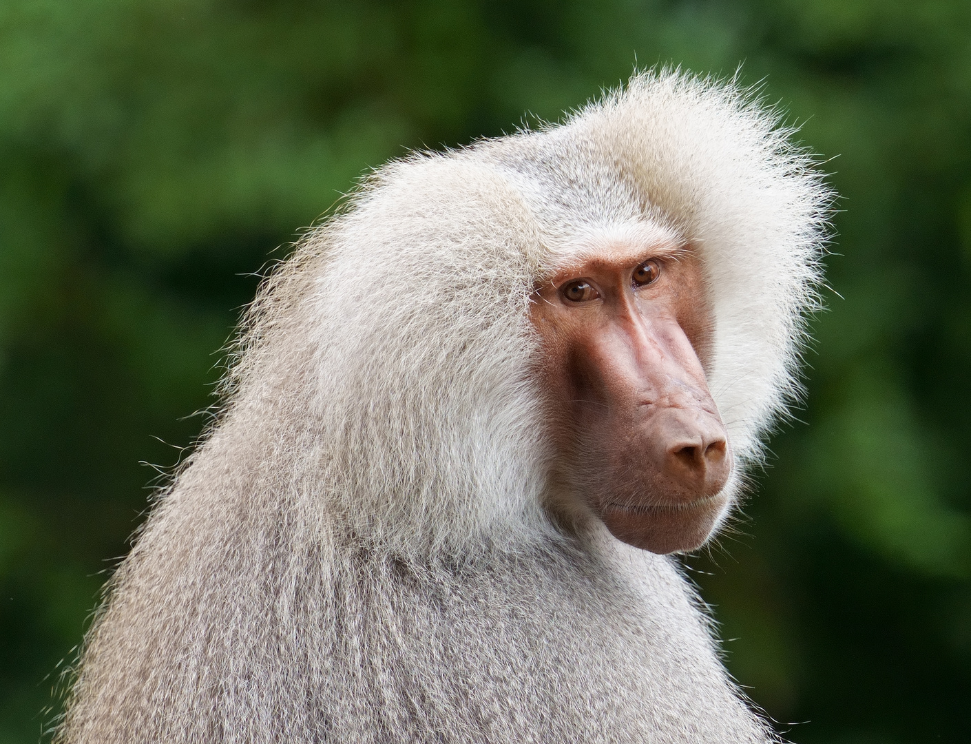 Mantelpavian in Hagenbeck