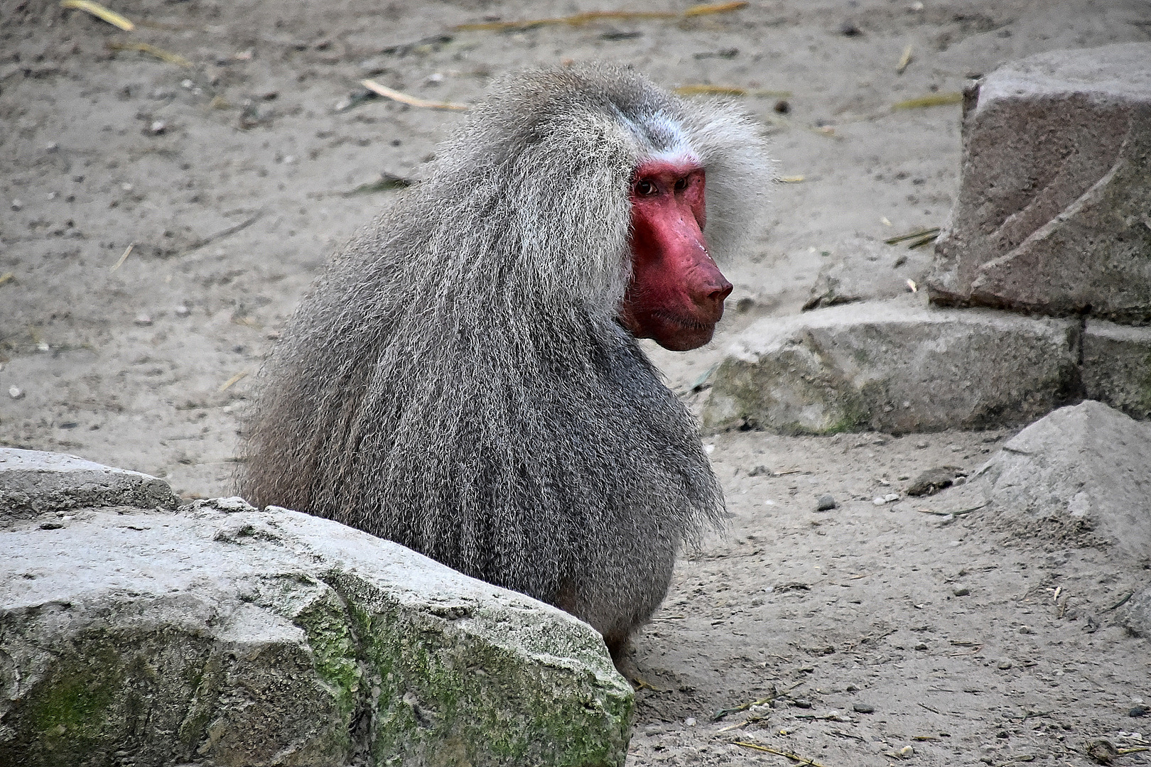 Mantelpavian (Papio hamadryas)