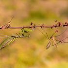 Manti im Schlaraffenland