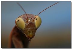 Mantid Portrait