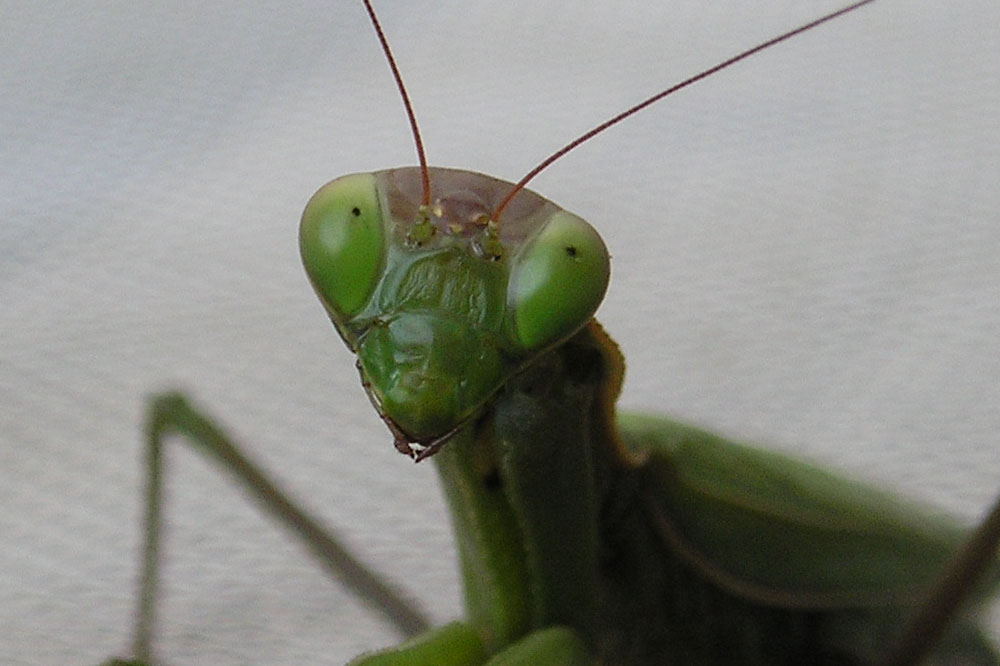 Mantidae