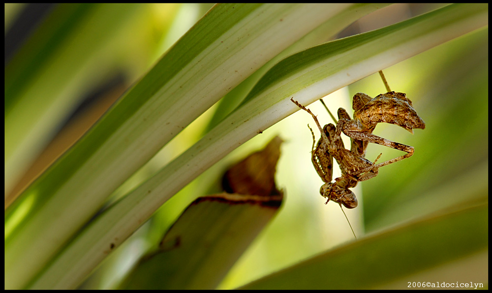 mantide: Ameles spallanzania