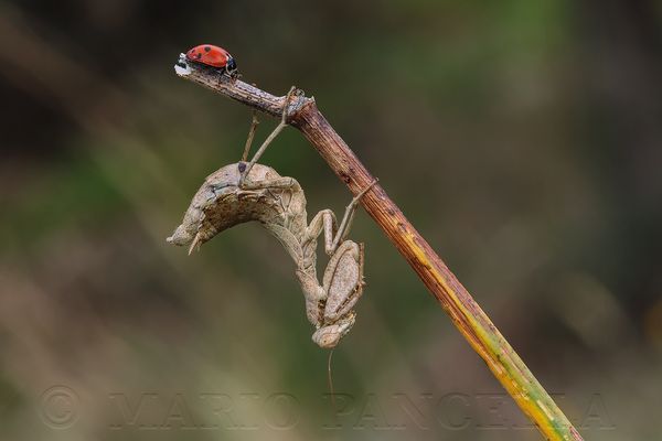 mantide di Spallanzani