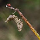 mantide di Spallanzani