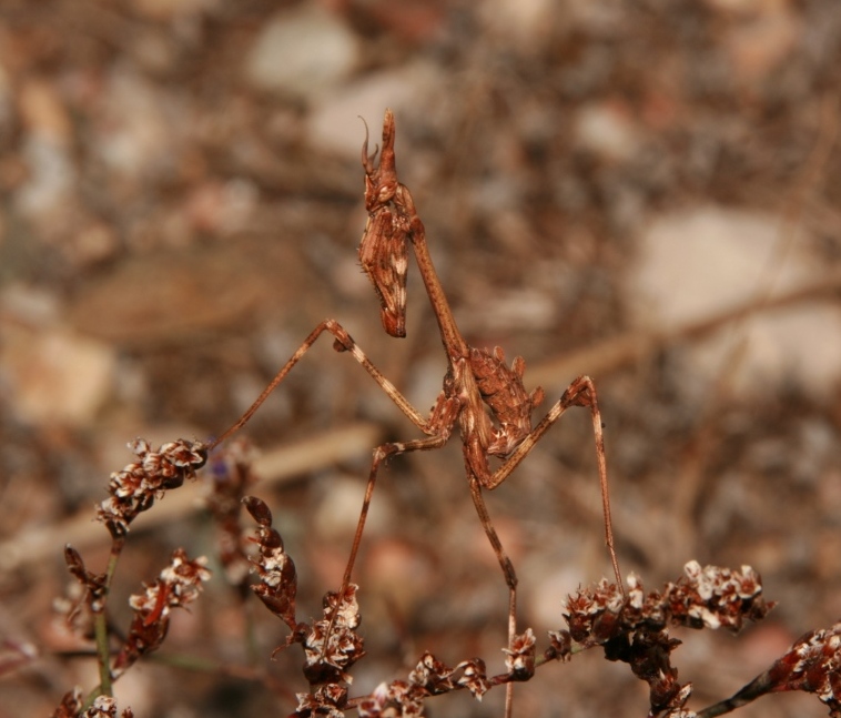 mantide: Empusa pennata