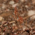 mantide: Empusa pennata