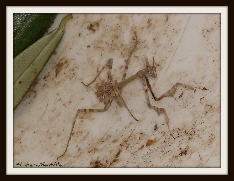 Mantide Empusa pennata