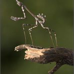 Mantide Empusa Pennata