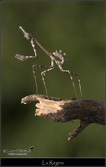 Mantide Empusa Pennata