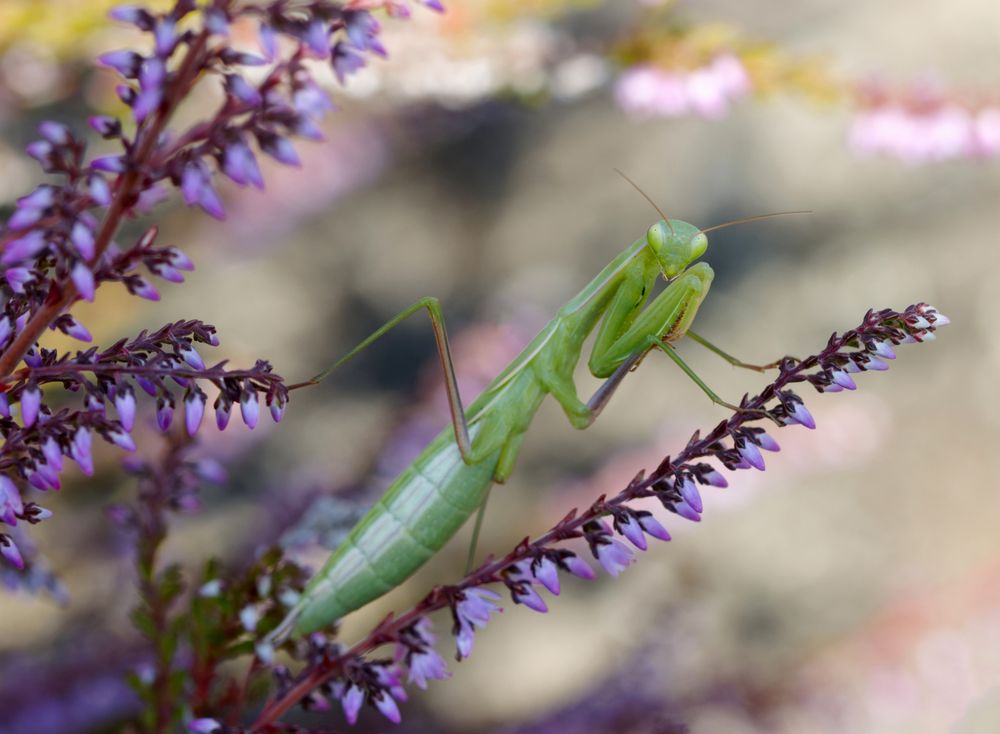 Mantide - Europäische Gottesanbeterin, Mantis religiosa