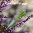 Mantide - Europäische Gottesanbeterin, Mantis religiosa