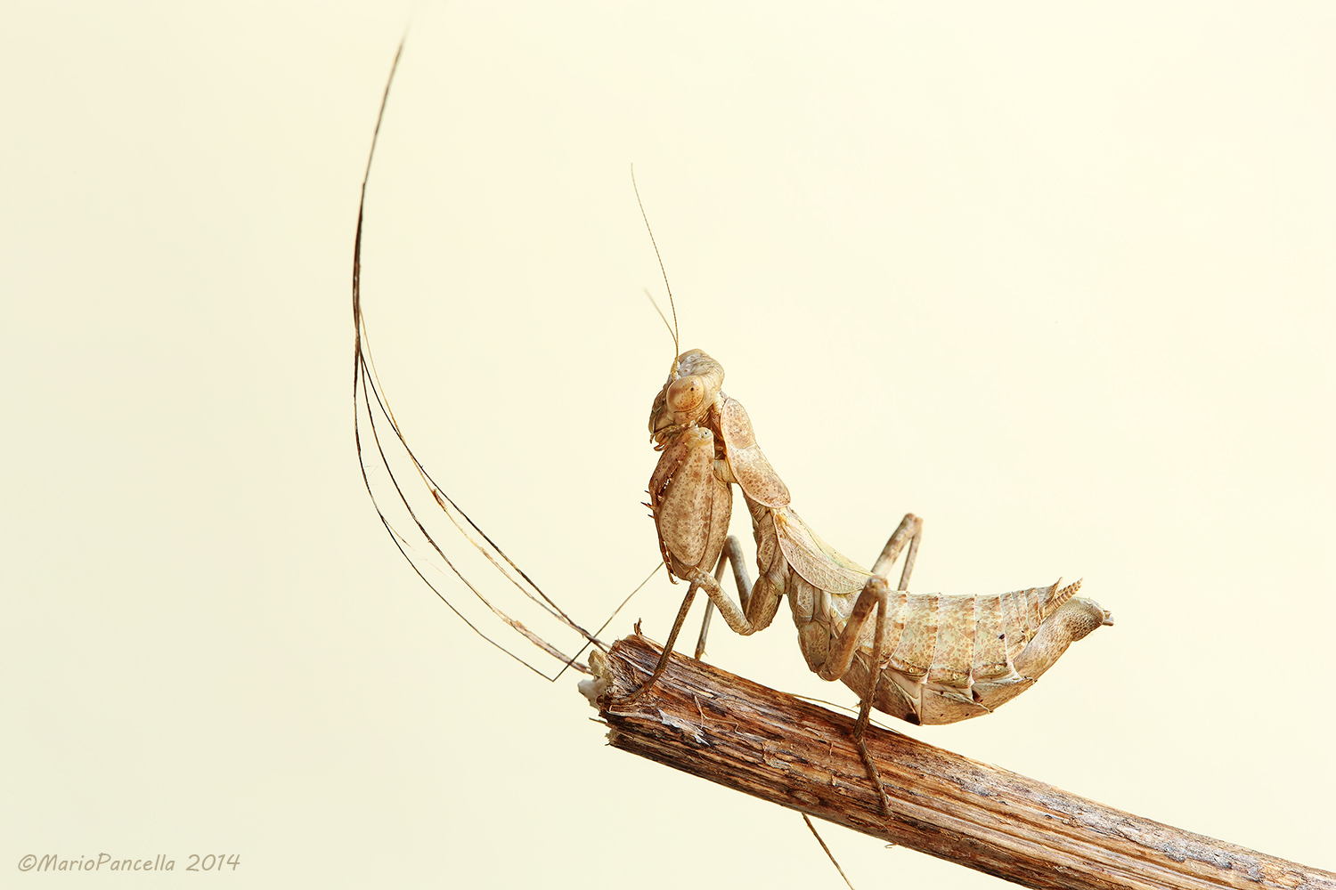 mantide nana europea o mantide di Spallanzani