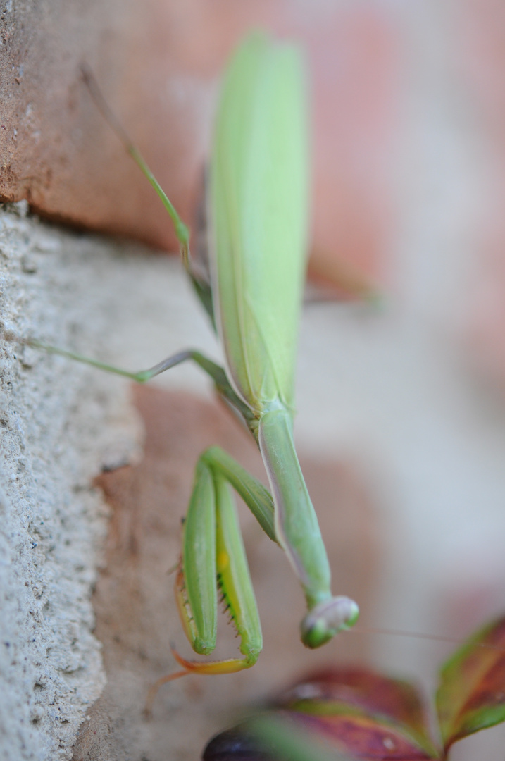 Mantide Religiosa